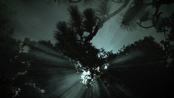 森林里的幽灵之光