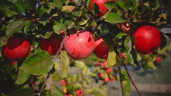 在树上收获成熟的红苹果有机水果苹果种植