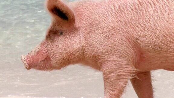 海滩上的猪(特写)