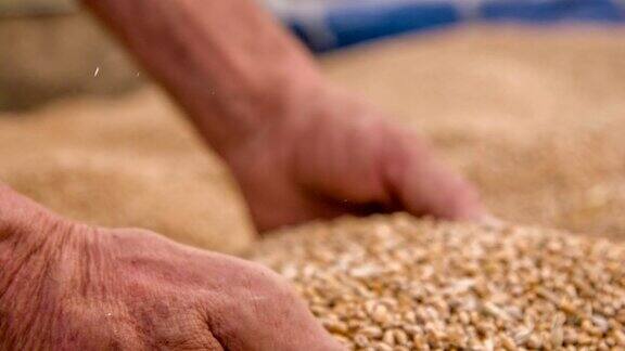 SLOMO农民的手握小麦谷物