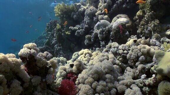 鱼群色彩斑斓的背景下的珊瑚礁景观水下