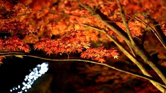 淘金:红枫树枝在夜间