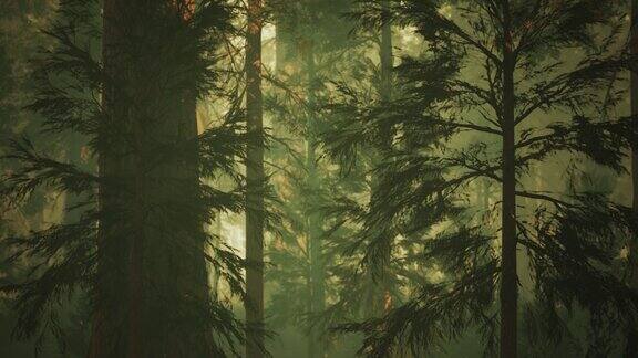 加州红杉国家公园的巨型红杉