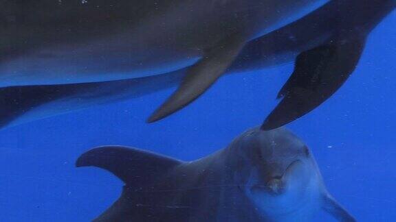 大西洋宽吻海豚