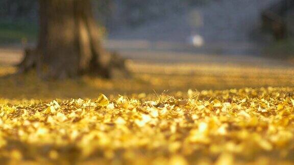 黄色的银杏树叶子从树上落下的慢动作黄色的银杏叶地毯在秋天秋天