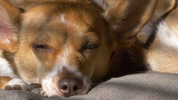 阳光下睡着的狗