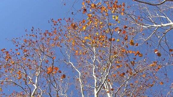 秋天的天蓬叶随风飘落