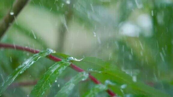 雨水滴落在绿叶上