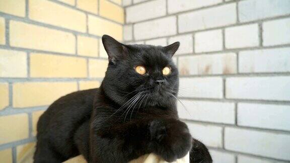 英国黑猫坐在阳台上