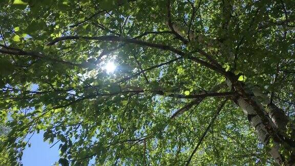 桦树的叶子在风中摇曳蓝色的天空阳光明媚的一天白桦树的绿叶