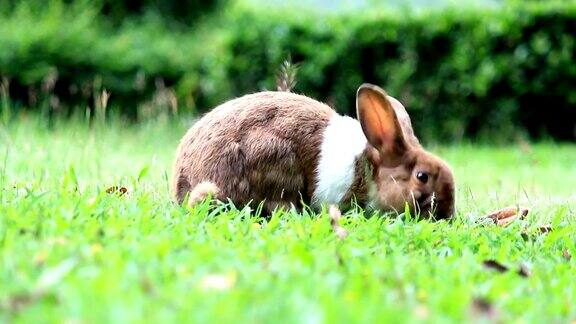 兔子在田野里寻找食物
