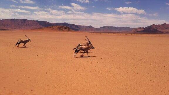 非洲纳米比亚阳光明媚的沙漠中奔跑的大羚羊