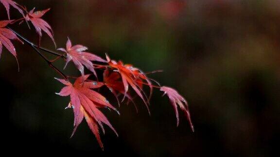 红叶在日本岐阜的森林秋天