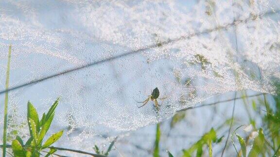一个阳光明媚的早晨草地上挂着湿漉漉的蜘蛛网蜘蛛在等待猎物