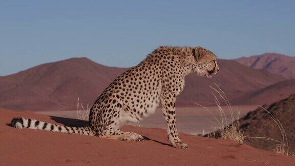 4K猎豹坐在纳米布沙漠的红色沙丘上