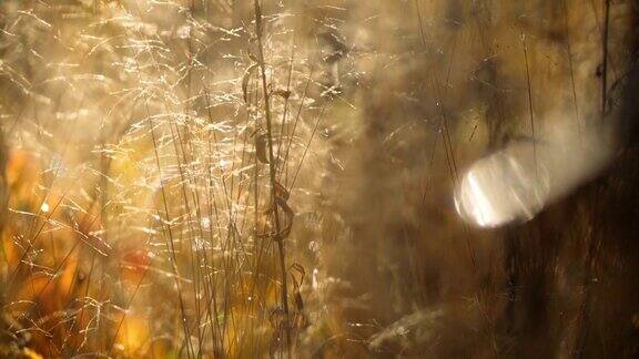 秋日黄草上的露珠