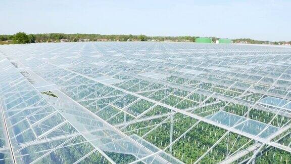 在高速公路旁种植番茄的大型温室