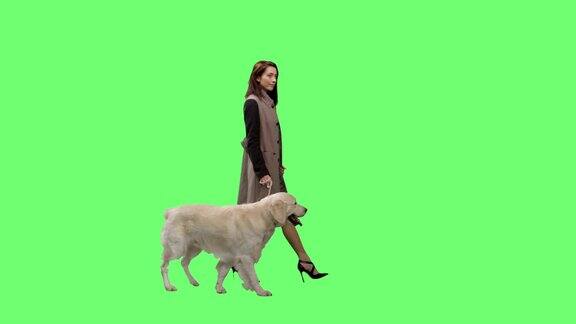 时尚的黑发走她的拉布拉多寻回犬在一个模拟的绿色屏幕背景