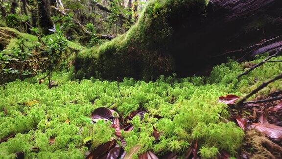 苔藓在古老的雨林中生长