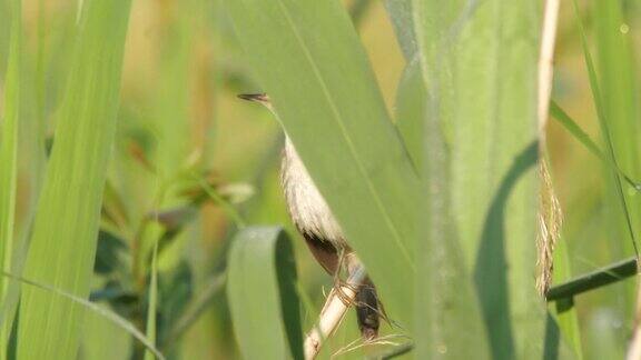 莎草柳莺(Acrocephalusschoenobaenus)在6月歌唱白俄罗斯