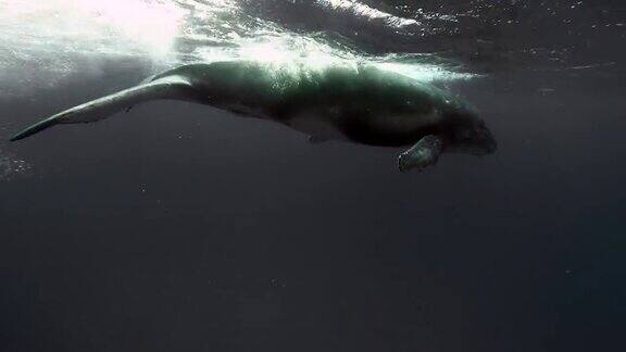 太平洋水下鲸鱼的特写镜头
