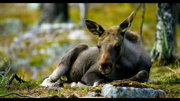 一个年轻的麋鹿幼崽在森林的地面上休息的特写