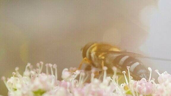 大黄蜂收集花的花粉