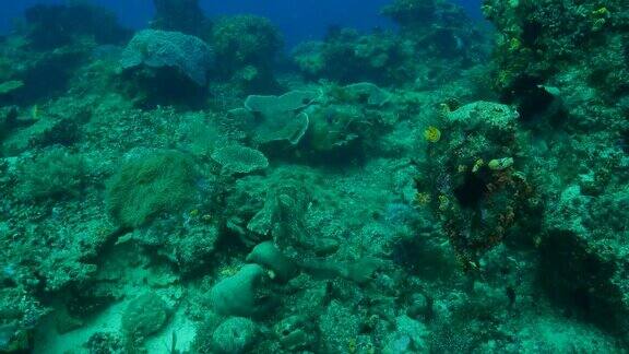 礁石中游动的斑纹须鲨