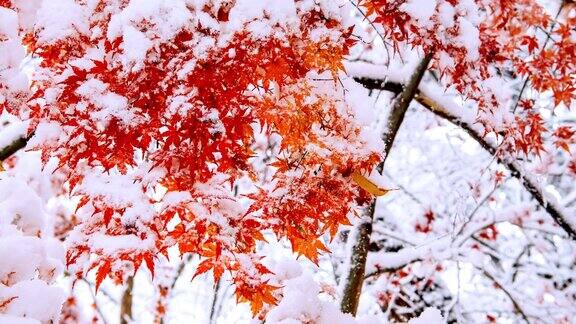 红枫和雪花