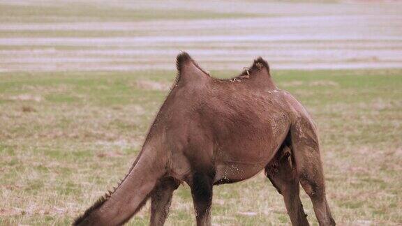 野生骆驼自由漫游在中亚的贫瘠草原