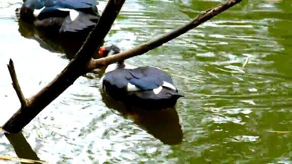 鸭子在池塘里觅食