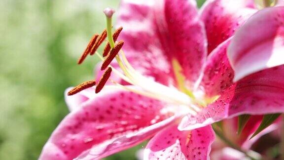 夏日花园中的粉红百合特写
