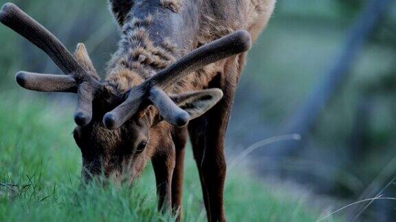 黄石国家公园中放牧的麋鹿
