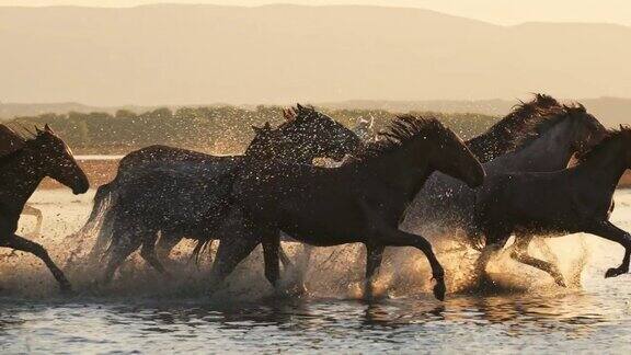 夕阳下的野马在水中奔跑的慢动作