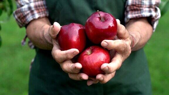 4K成熟的农民拿着红苹果