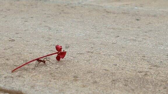 蚂蚁捧花