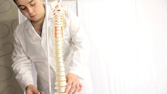医生在诊所里用一个脊柱模型工作