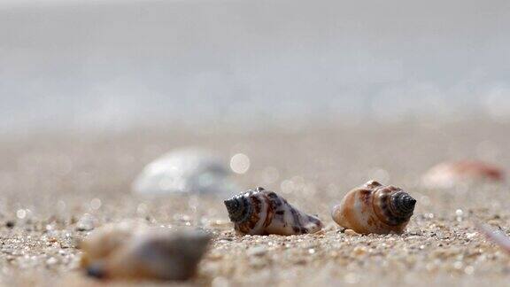 海浪冲刷着海滩上的贝壳