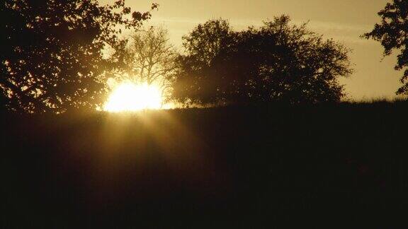 透过树林拍摄的日落美景