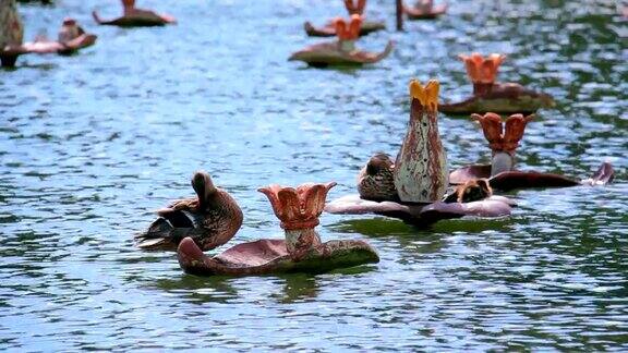 鸭子漂浮在池塘里