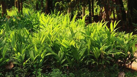 小的绿色植物芽棕榈树的叶子从土壤中生长在花园里