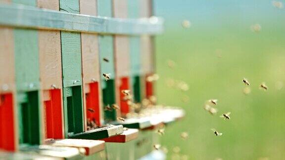蜜蜂绕着蜂巢的入口飞行