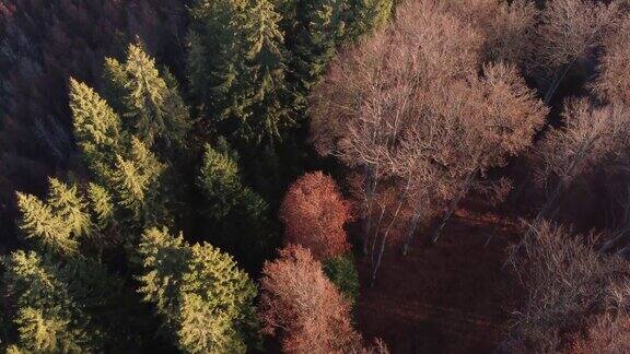 秋天俯瞰五彩缤纷的松树和落叶林