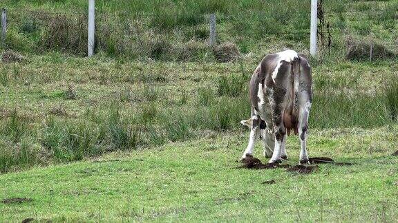 一头牛在田里吃草
