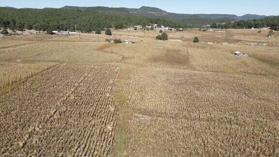 墨西哥奇瓦瓦州马德雷斯山脉的玉米田受到干旱的严重打击