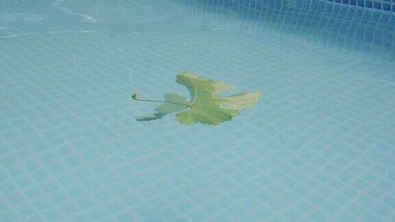 漂浮在水面上的叶子