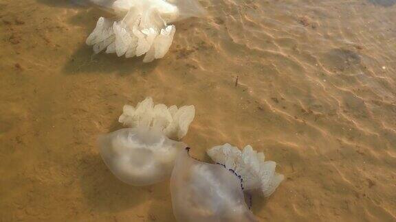 死去的水母在岸边游动生态风暴后的海洋生物