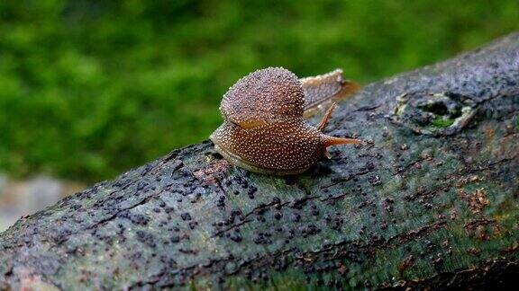 蜗牛在苔藓上爬行