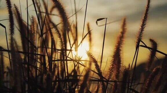 草在风中摇曳背景是海上的夕阳