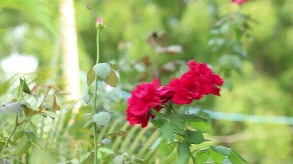 美丽的红色玫瑰在春天的植物园绿色背景